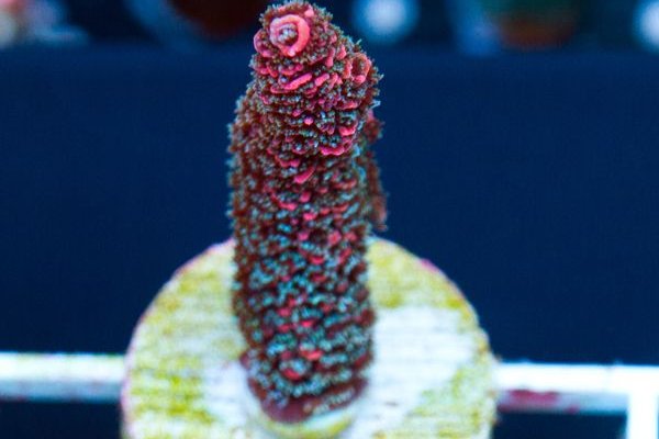 Kraken tor зеркало