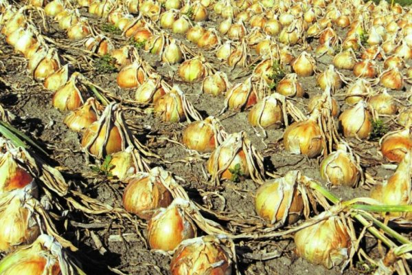 Кракен ссылка onion