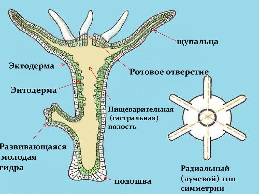 Кракен это современный даркнет маркет плейс